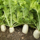 White Jade Radish Seeds F1 - Long Crisp Roots, Disease Resistant, High Yield, Excellent Storability