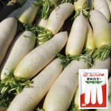 White Jade Radish Seeds F1 - Long Crisp Roots, Disease Resistant, High Yield, Excellent Storability