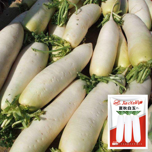 White Jade Radish Seeds F1 - Long Crisp Roots, Disease Resistant, High Yield, Excellent Storability
