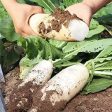 White Jade Radish Seeds F1 - Long Crisp Roots, Disease Resistant, High Yield, Excellent Storability