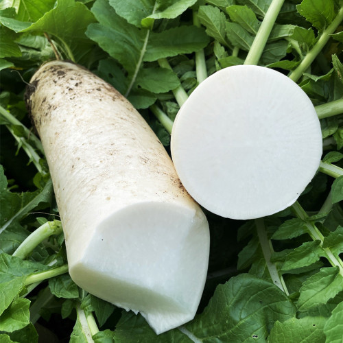 White Jade Radish Seeds F1 - Long Crisp Roots, Disease Resistant, High Yield, Excellent Storability