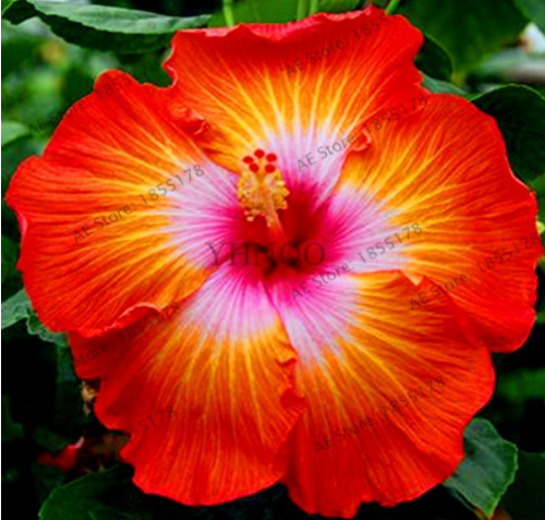 Dinnerplate Hibiscus Perennial Flower Seeds for Home& Garden (Color: 2)