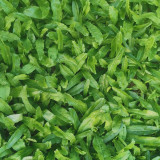 Sawtooth Coriander Seeds - Fragrant Serrated-Leaf Asian Herb, Nutritious Wild Vegetable