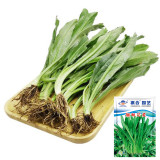 Sawtooth Coriander Seeds - Fragrant Serrated-Leaf Asian Herb, Nutritious Wild Vegetable
