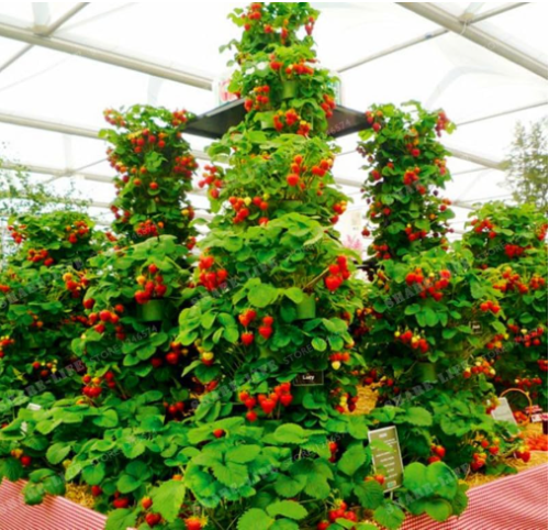 Rare Red Giant Climbing Strawberry Seeds for Home & Garden