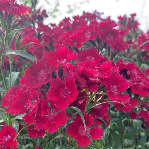 Red Sweet William Seeds - Perennial Dianthus Flowers for Gardens & Bouquets