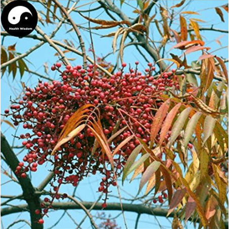 Chinese Lacquer Tree Seeds Toxicodendron Vernicifluum
