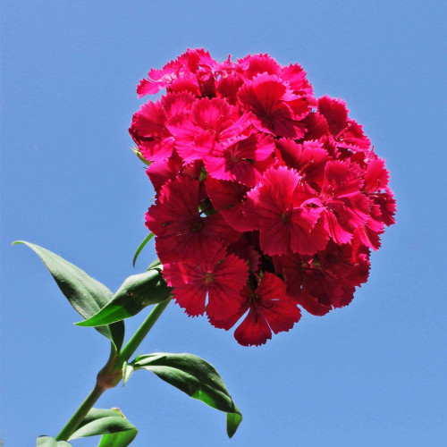 Red Sweet William Seeds - Perennial Dianthus Flowers for Gardens & Bouquets