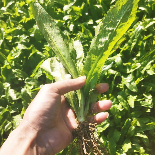 Sawtooth Coriander Seeds - Fragrant Serrated-Leaf Asian Herb, Nutritious Wild Vegetable
