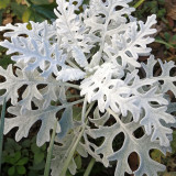 Silver Ragwort (Jacobaea maritima) Seeds - Biennial Cultivation, Fuzzy Leaves, Drought Tolerant Ground Cover