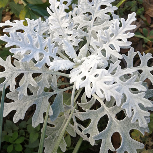 Silver Ragwort (Jacobaea maritima) Seeds - Biennial Cultivation, Fuzzy Leaves, Drought Tolerant Ground Cover