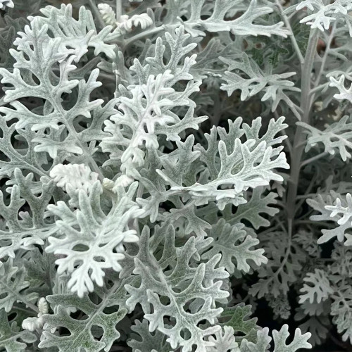 Silver Ragwort (Jacobaea maritima) Seeds - Biennial Cultivation, Fuzzy Leaves, Drought Tolerant Ground Cover