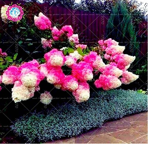 Hydrangea Flower Seeds (Color: 8)