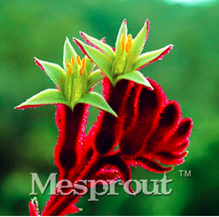 Rare Kangaroo Paw Seeds for home Garden - (Color: 2)