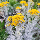 Silver Ragwort (Jacobaea maritima) Seeds - Biennial Cultivation, Fuzzy Leaves, Drought Tolerant Ground Cover