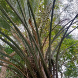 Jelly Palm Seeds (Butia odorata) - Cold Hardy, Edible Fruit, Ornamental Tree