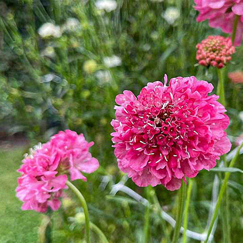 Purple-red Pincushion Flower Seeds - Unique Purple-red Blooms for Borders & Bouquets