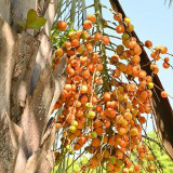 Jelly Palm Seeds (Butia odorata) - Cold Hardy, Edible Fruit, Ornamental Tree
