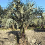Jelly Palm Seeds (Butia odorata) - Cold Hardy, Edible Fruit, Ornamental Tree