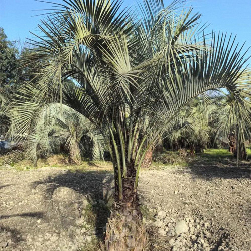 Jelly Palm Seeds (Butia odorata) - Cold Hardy, Edible Fruit, Ornamental Tree