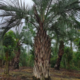 Jelly Palm Seeds (Butia odorata) - Cold Hardy, Edible Fruit, Ornamental Tree