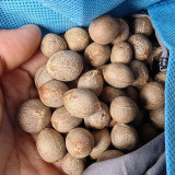 Jelly Palm Seeds (Butia odorata) - Cold Hardy, Edible Fruit, Ornamental Tree