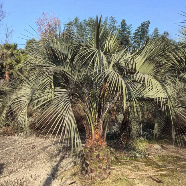 Jelly Palm Seeds (Butia odorata) - Cold Hardy, Edible Fruit, Ornamental Tree