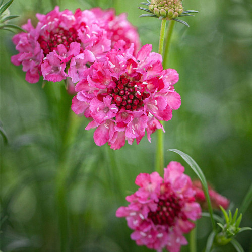 Purple-red Pincushion Flower Seeds - Unique Purple-red Blooms for Borders & Bouquets