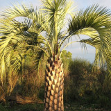 Jelly Palm Seeds (Butia odorata) - Cold Hardy, Edible Fruit, Ornamental Tree