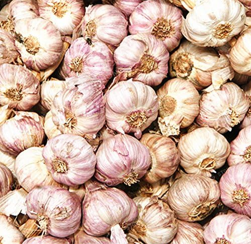 Garlic Seed Red and Healthy Garlics Vegetables (Color: Mix)