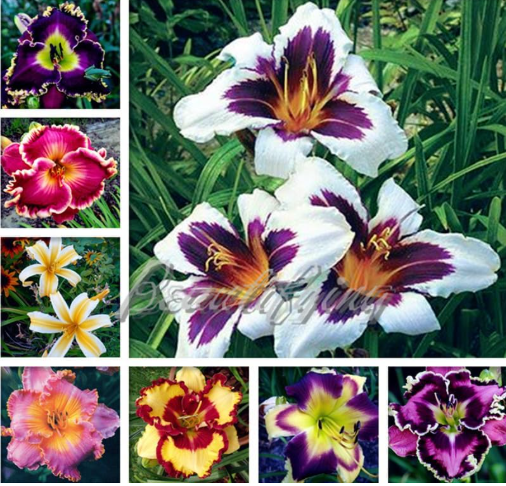 Hybrid Daylily Flowers Seed Hemerocallis Lily Indoor Seed (Color: 5)
