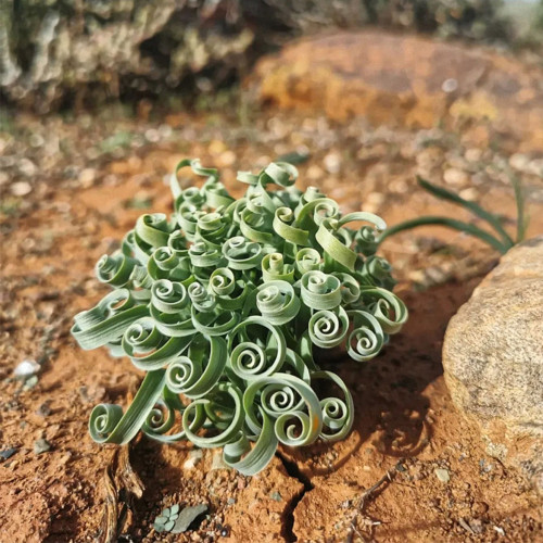 Broad-leaved Albuca (Albuca Concordiana) Seeds - Unique Succulent With Curly Spiral Leaves