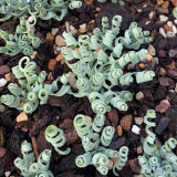 Broad-leaved Albuca (Albuca Concordiana) Seeds - Unique Succulent With Curly Spiral Leaves