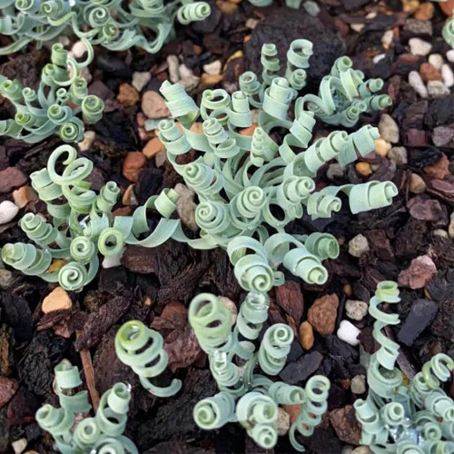 Broad-leaved Albuca (Albuca Concordiana) Seeds - Unique Succulent With Curly Spiral Leaves