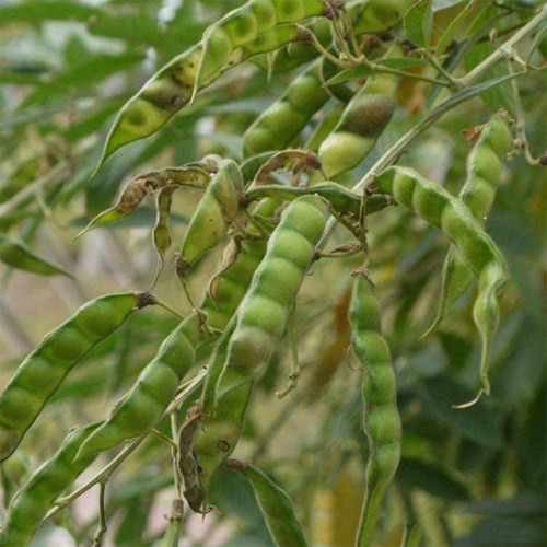 Pigeon Pea Seeds - Nitrogen-Fixing Shrub, Protein-Rich Crop for Food & Medicine