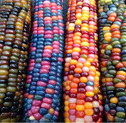 Corn Seeds Authentic Glass Gem Indian Corn Plant Heirloom