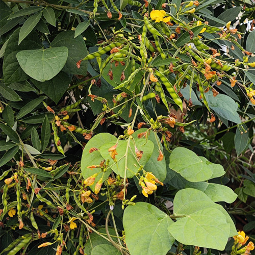 Pigeon Pea Seeds - Nitrogen-Fixing Shrub, Protein-Rich Crop for Food & Medicine
