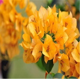 Bougainvillea Seeds Colorful Bougainvillea Spectabilis