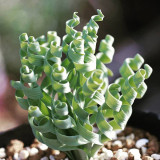 Broad-leaved Albuca (Albuca Concordiana) Seeds - Unique Succulent With Curly Spiral Leaves