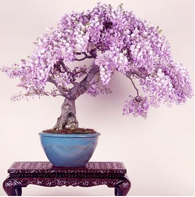 Lilac mini Seed Wisteria Tree Indoor Ornamental Plants