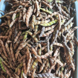 Pigeon Pea Seeds - Nitrogen-Fixing Shrub, Protein-Rich Crop for Food & Medicine