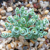Broad-leaved Albuca (Albuca Concordiana) Seeds - Unique Succulent With Curly Spiral Leaves