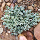 Broad-leaved Albuca (Albuca Concordiana) Seeds - Unique Succulent With Curly Spiral Leaves