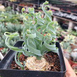 Broad-leaved Albuca (Albuca Concordiana) Seeds - Unique Succulent With Curly Spiral Leaves