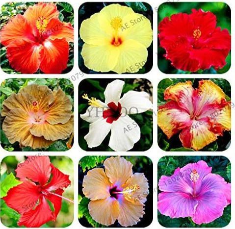 Hibiscus Flower Seeds Plant for Home and Garden (Color: Mix)