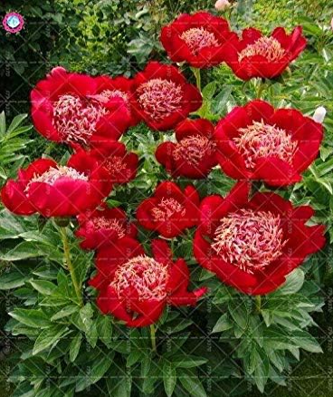 'Walter Mains' Tree Peony Seeds Paeonia Suffruticosa (Color: 6)