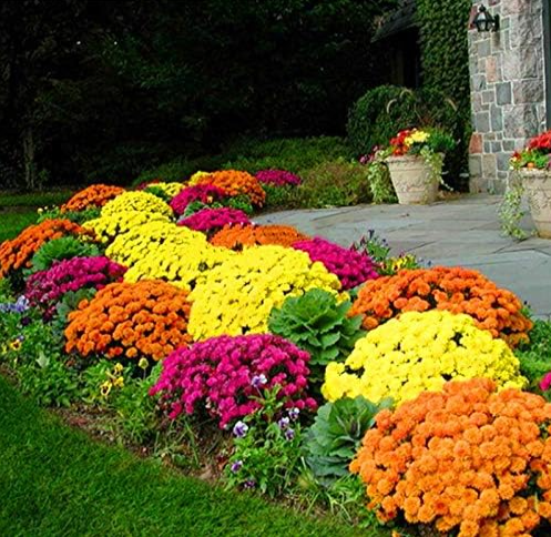 Heirloom Rare Ground-Cover Chrysanthemum Flower Seeds (Color: 5)