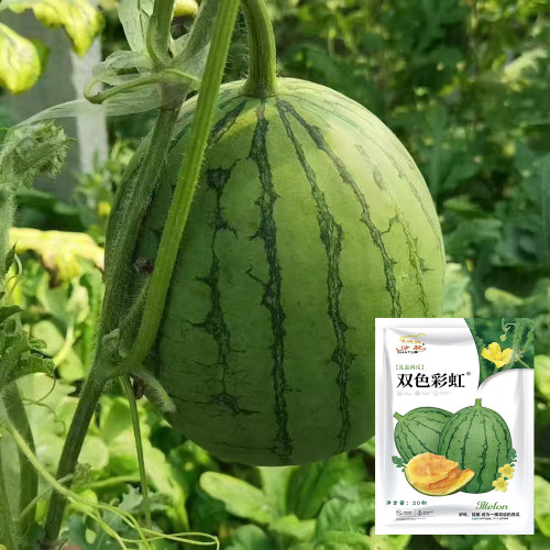 Rainbow Gift F1 Watermelon Seeds - Early Maturing, Orange Sweet Flesh, High Yield