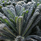 Lacinato Kale Seeds | Heirloom Dinosaur Kale for Culinary & Ornamental Use