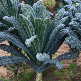 Lacinato Kale Seeds | Heirloom Dinosaur Kale for Culinary & Ornamental Use